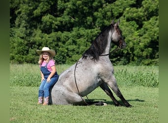 Quarter horse américain, Hongre, 5 Ans, Rouan Bleu