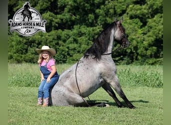 Quarter horse américain, Hongre, 5 Ans, Rouan Bleu