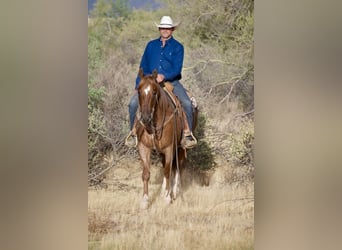 Quarter horse américain, Hongre, 5 Ans, Rouan Rouge