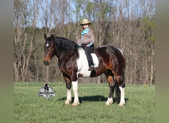 Quarter horse américain, Hongre, 5 Ans, Tobiano-toutes couleurs