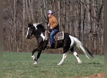 Quarter horse américain, Hongre, 5 Ans, Tobiano-toutes couleurs