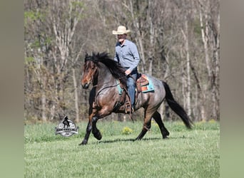 Quarter horse américain, Hongre, 5 Ans