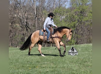 Quarter horse américain, Hongre, 5 Ans