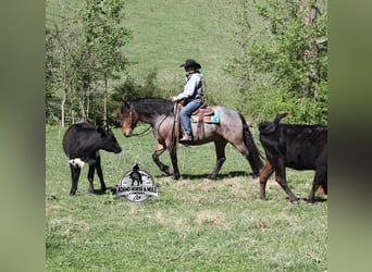 Quarter horse américain, Hongre, 5 Ans