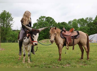 Quarter horse américain, Hongre, 6 Ans, 124 cm, Champagne