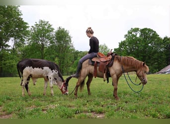 Quarter horse américain, Hongre, 6 Ans, 124 cm, Champagne
