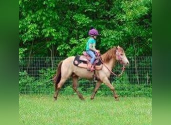 Quarter horse américain, Hongre, 6 Ans, 124 cm, Champagne