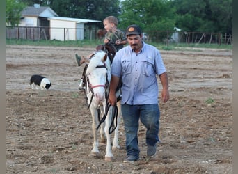 Quarter horse américain, Hongre, 6 Ans, 132 cm, Overo-toutes couleurs