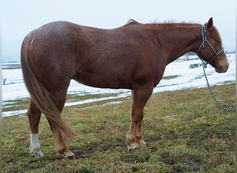 Quarter horse américain, Hongre, 6 Ans, 140 cm, Rouan Rouge