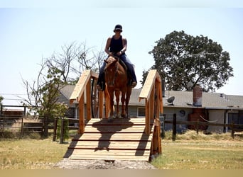 Quarter horse américain, Hongre, 6 Ans, 142 cm, Alezan brûlé