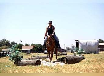 Quarter horse américain, Hongre, 6 Ans, 142 cm, Alezan brûlé