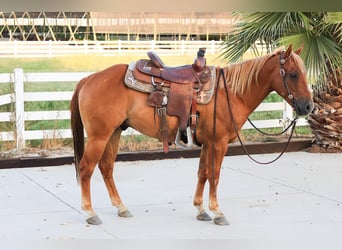 Quarter horse américain, Hongre, 6 Ans, 142 cm, Alezan brûlé