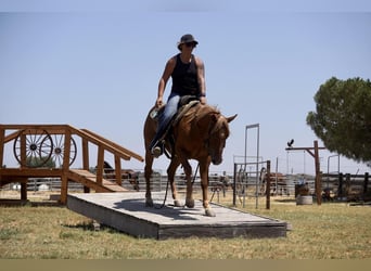 Quarter horse américain, Hongre, 6 Ans, 142 cm, Alezan brûlé