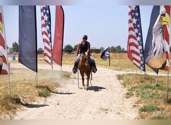 Quarter horse américain, Hongre, 6 Ans, 142 cm, Alezan brûlé