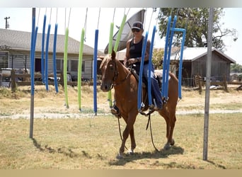 Quarter horse américain, Hongre, 6 Ans, 142 cm, Alezan brûlé