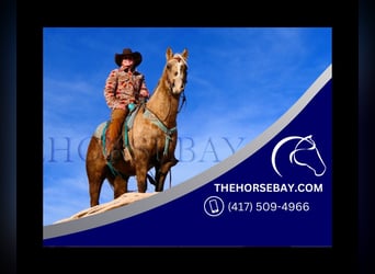 Quarter horse américain, Hongre, 6 Ans, 142 cm, Palomino