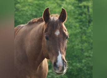 Quarter horse américain, Hongre, 6 Ans, 144 cm, Alezan