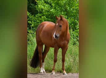 Quarter horse américain, Hongre, 6 Ans, 144 cm, Alezan