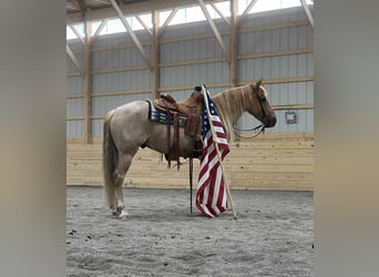 Quarter horse américain Croisé, Hongre, 6 Ans, 145 cm, Rouan Rouge