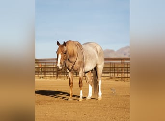Quarter horse américain, Hongre, 6 Ans, 145 cm, Rouan Rouge