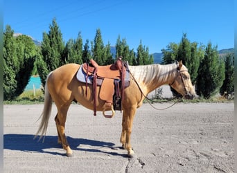 Quarter horse américain, Hongre, 6 Ans, 146 cm, Palomino
