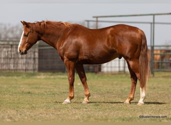 Quarter horse américain, Hongre, 6 Ans, 147 cm, Alezan brûlé