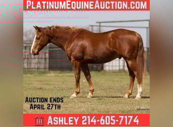 Quarter horse américain, Hongre, 6 Ans, 147 cm, Alezan brûlé