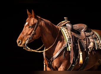 Quarter horse américain, Hongre, 6 Ans, 147 cm, Alezan cuivré