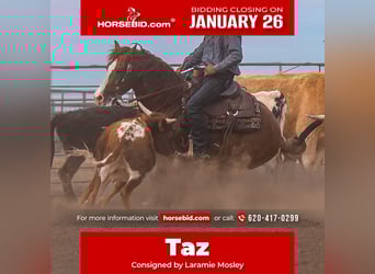 Quarter horse américain, Hongre, 6 Ans, 147 cm, Alezan cuivré