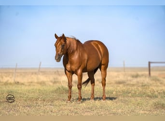 Quarter horse américain, Hongre, 6 Ans, 147 cm, Alezan cuivré