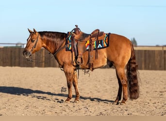 Quarter horse américain, Hongre, 6 Ans, 147 cm, Alezan dun