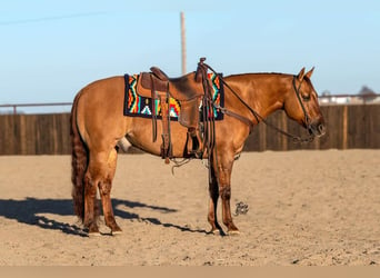 Quarter horse américain, Hongre, 6 Ans, 147 cm, Alezan dun