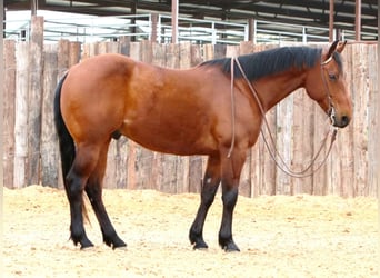 Quarter horse américain, Hongre, 6 Ans, 147 cm, Bai cerise