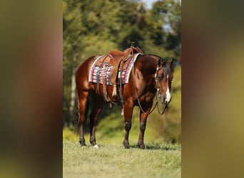 Quarter horse américain, Hongre, 6 Ans, 147 cm, Bai cerise