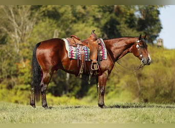 Quarter horse américain, Hongre, 6 Ans, 147 cm, Bai cerise