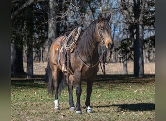 Quarter horse américain, Hongre, 6 Ans, 147 cm, Buckskin