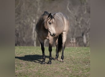 Quarter horse américain, Hongre, 6 Ans, 147 cm, Buckskin