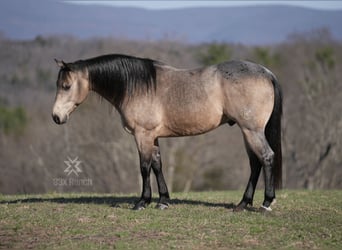 Quarter horse américain, Hongre, 6 Ans, 147 cm, Buckskin