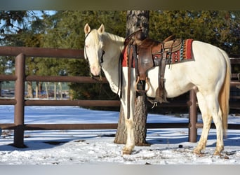 Quarter horse américain, Hongre, 6 Ans, 147 cm, Cremello