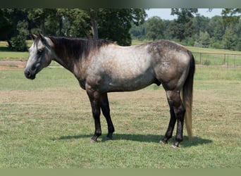 Quarter horse américain, Hongre, 6 Ans, 147 cm, Gris