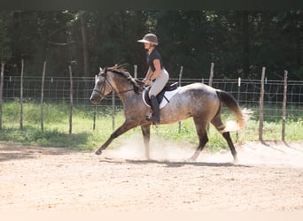 Quarter horse américain, Hongre, 6 Ans, 147 cm, Gris