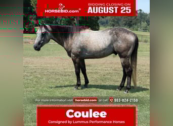 Quarter horse américain, Hongre, 6 Ans, 147 cm, Gris