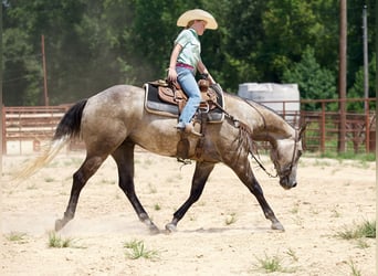 Quarter horse américain, Hongre, 6 Ans, 147 cm, Gris