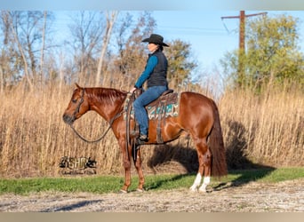 Quarter horse américain, Hongre, 6 Ans, 147 cm