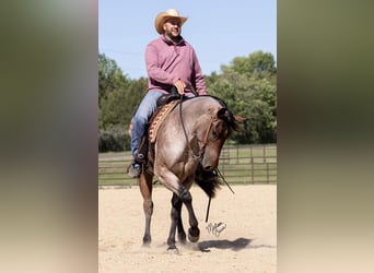 Quarter horse américain, Hongre, 6 Ans, 147 cm, Roan-Bay