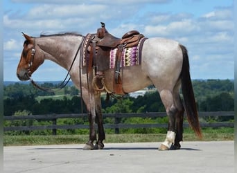 Quarter horse américain Croisé, Hongre, 6 Ans, 147 cm, Roan-Bay