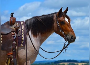 Quarter horse américain Croisé, Hongre, 6 Ans, 147 cm, Roan-Bay