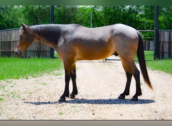 Quarter horse américain, Hongre, 6 Ans, 147 cm, Roan-Bay