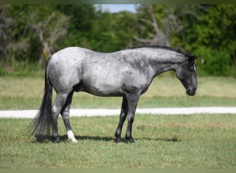Quarter horse américain, Hongre, 6 Ans, 147 cm, Rouan Bleu