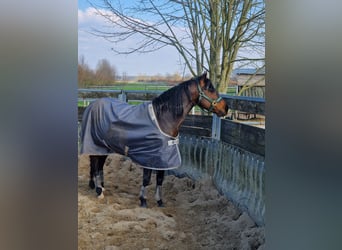 Quarter horse américain, Hongre, 6 Ans, 148 cm, Bai